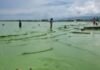 Extraña coloración verde en las playas de Turbo genera análisis de expertos en Urabá