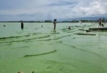 Extraña coloración verde en las playas de Turbo genera análisis de expertos en Urabá