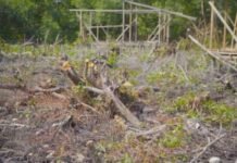 Tala indiscriminada de manglares en Urabá