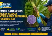 Gremios bananeros fortalecen alianza contra el Fusarium R4T