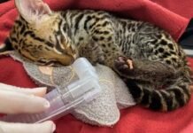 Liberan ocelote rehabilitado en zona selvática de Urabá antioqueño
