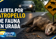 Alerta en Urabá por atropellamiento de fauna silvestre