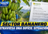 Sector bananero atraviesa una difícil situación