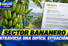 Sector bananero atraviesa una difícil situación
