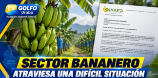 Sector bananero atraviesa una difícil situación