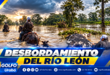 Desbordamiento del río León inunda fincas en Chigorodó y deja animales muertos y atrapados