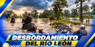 Desbordamiento del río León inunda fincas en Chigorodó y deja animales muertos y atrapados